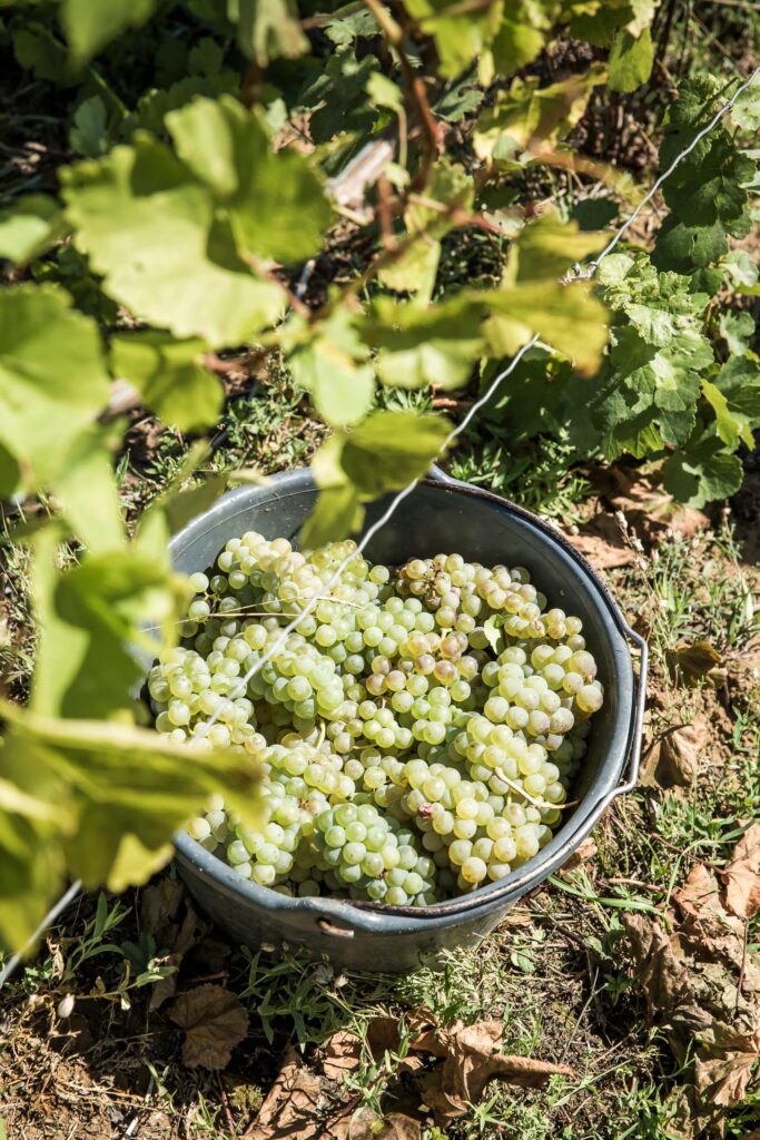 0330_Winzerin_Ilonka_Scheuring