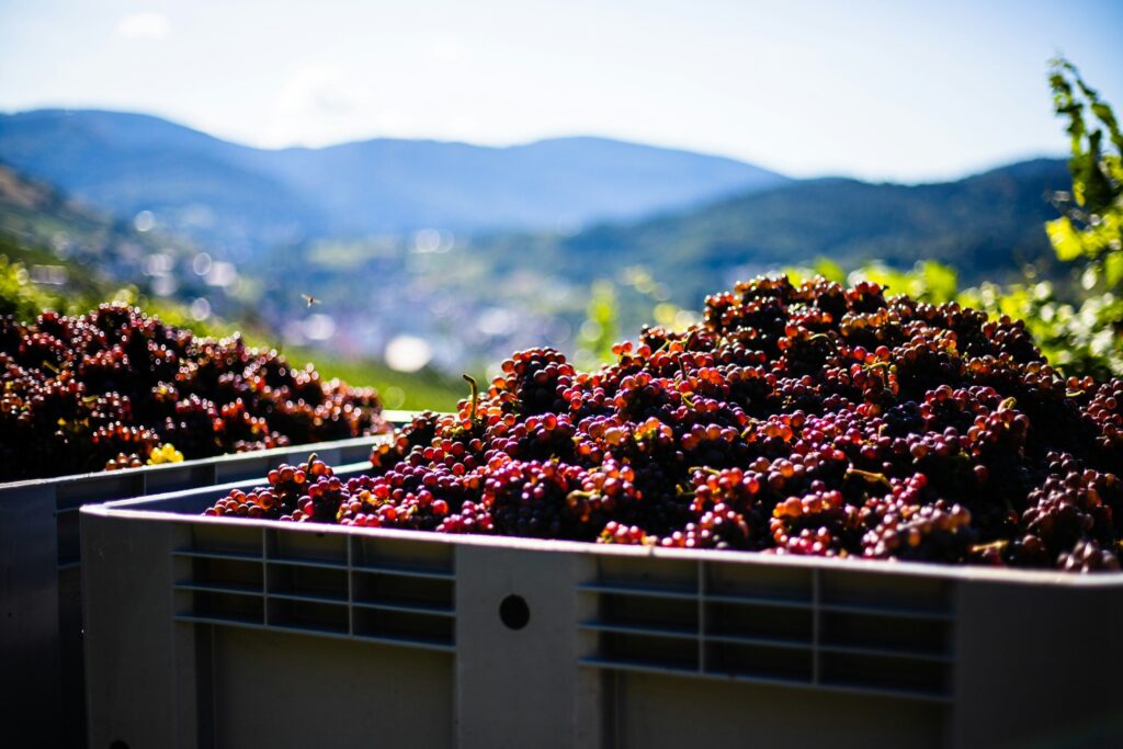 image-asset metzgerwinery